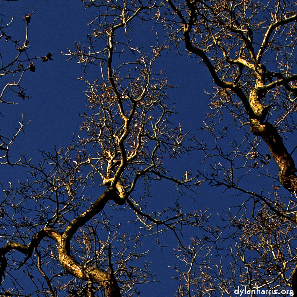image: This is &lsquo;swineshead (v) 1&rsquo;.