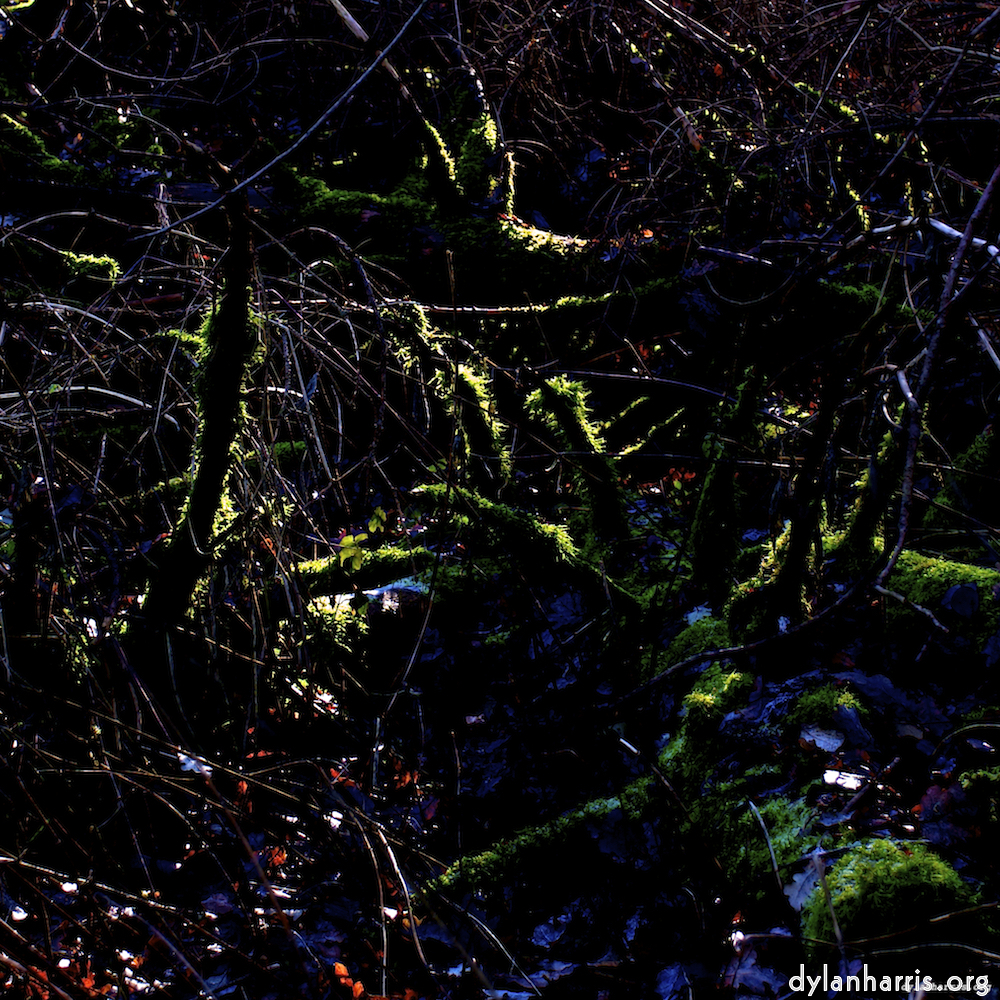 image: This is &lsquo;swineshead (v) 2&rsquo;.