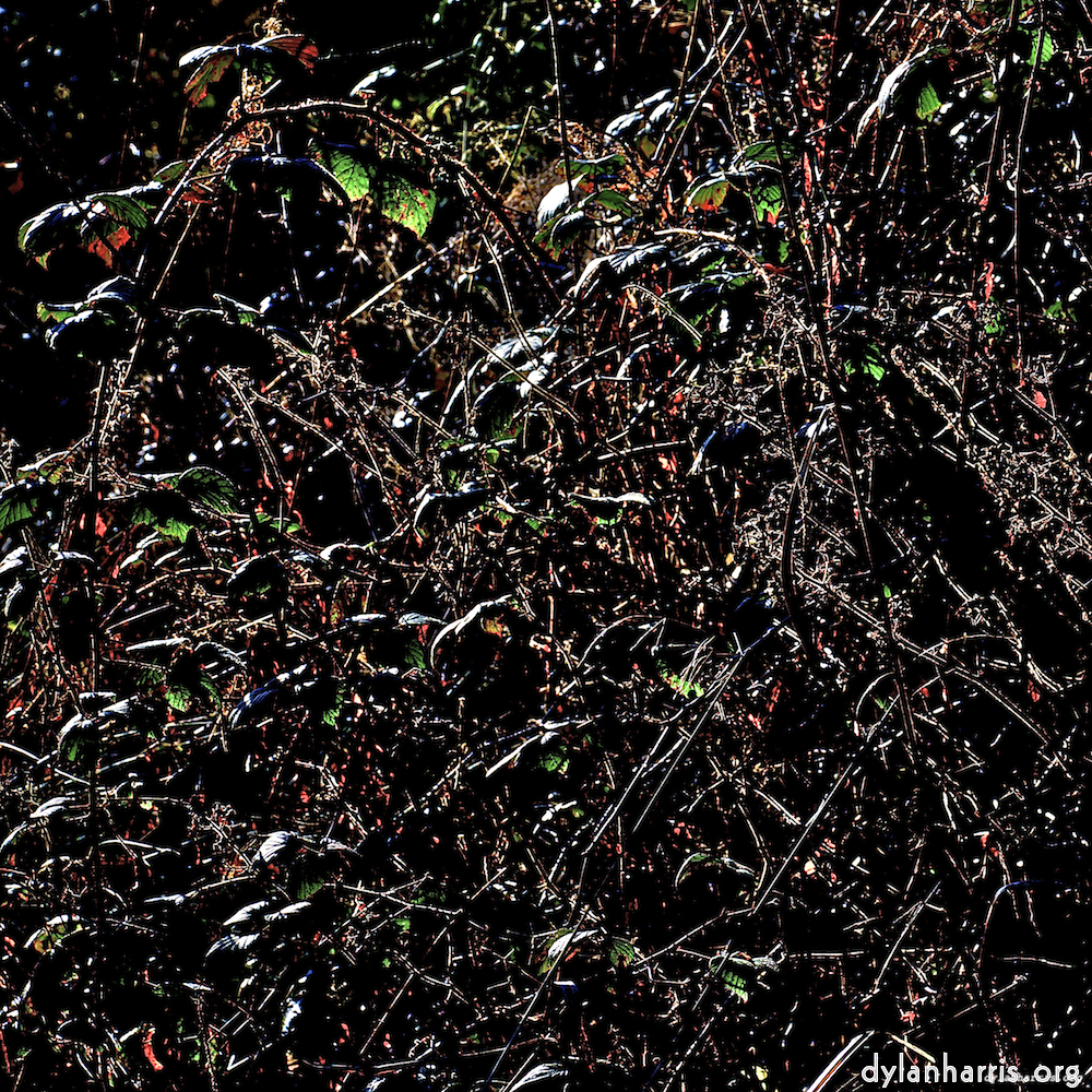 image: This is &lsquo;swineshead (v) 3&rsquo;.