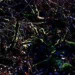 image: Image from the photoset &lsquo;swineshead (v)&rsquo;.