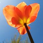 image: flowers of esch