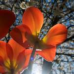 image: Image from the photoset &lsquo;escher blummen (xliii)&rsquo;.