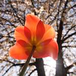 image: Image from the photoset &lsquo;escher blummen (xliii)&rsquo;.