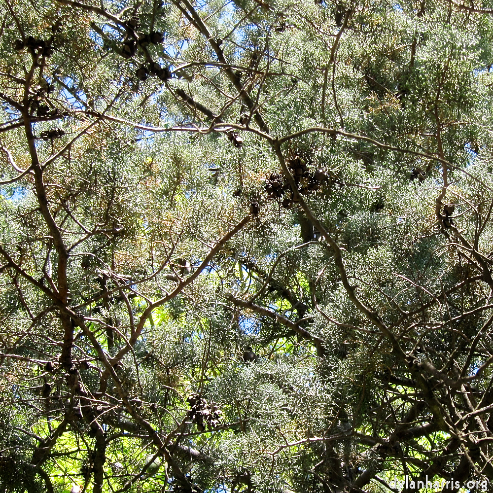 image: This is &lsquo;parc (xxix) 2&rsquo;.