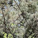 image: Image from the photoset &lsquo;parc (xxix)&rsquo;.