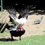 image: Image from the photoset &lsquo;parc (xxix)&rsquo;.