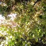 image: Image from the photoset &lsquo;parc (xxix)&rsquo;.
