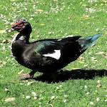 image: Image from the photoset &lsquo;parc (xxix)&rsquo;.