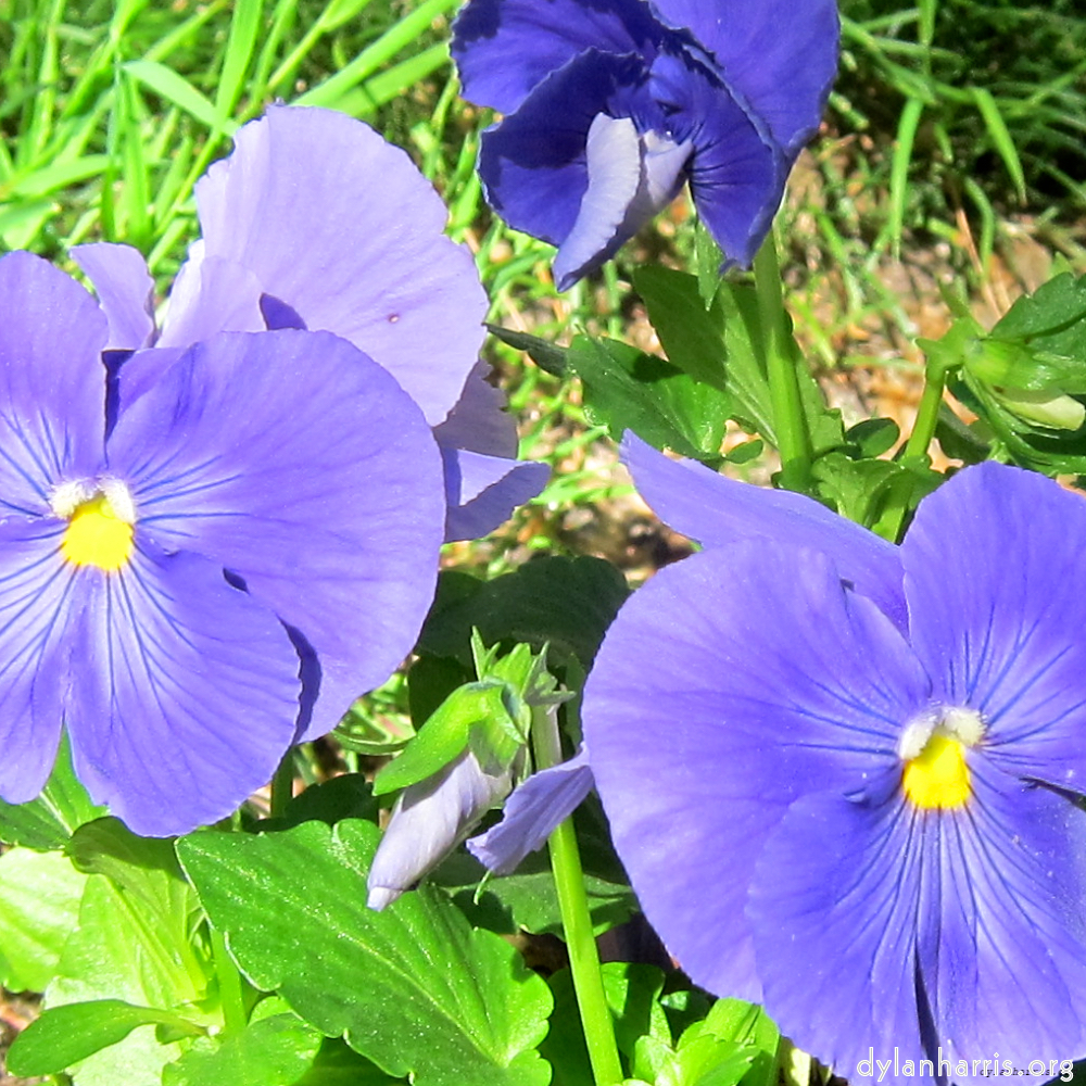 image: This is &lsquo;flower (xv) 1&rsquo;.