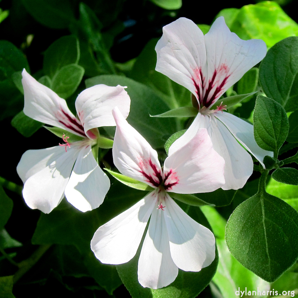 image: This is &lsquo;flower (xv) 10&rsquo;.
