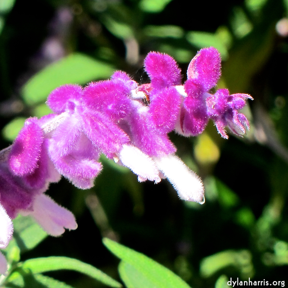 image: This is &lsquo;flower (xv) 2&rsquo;.