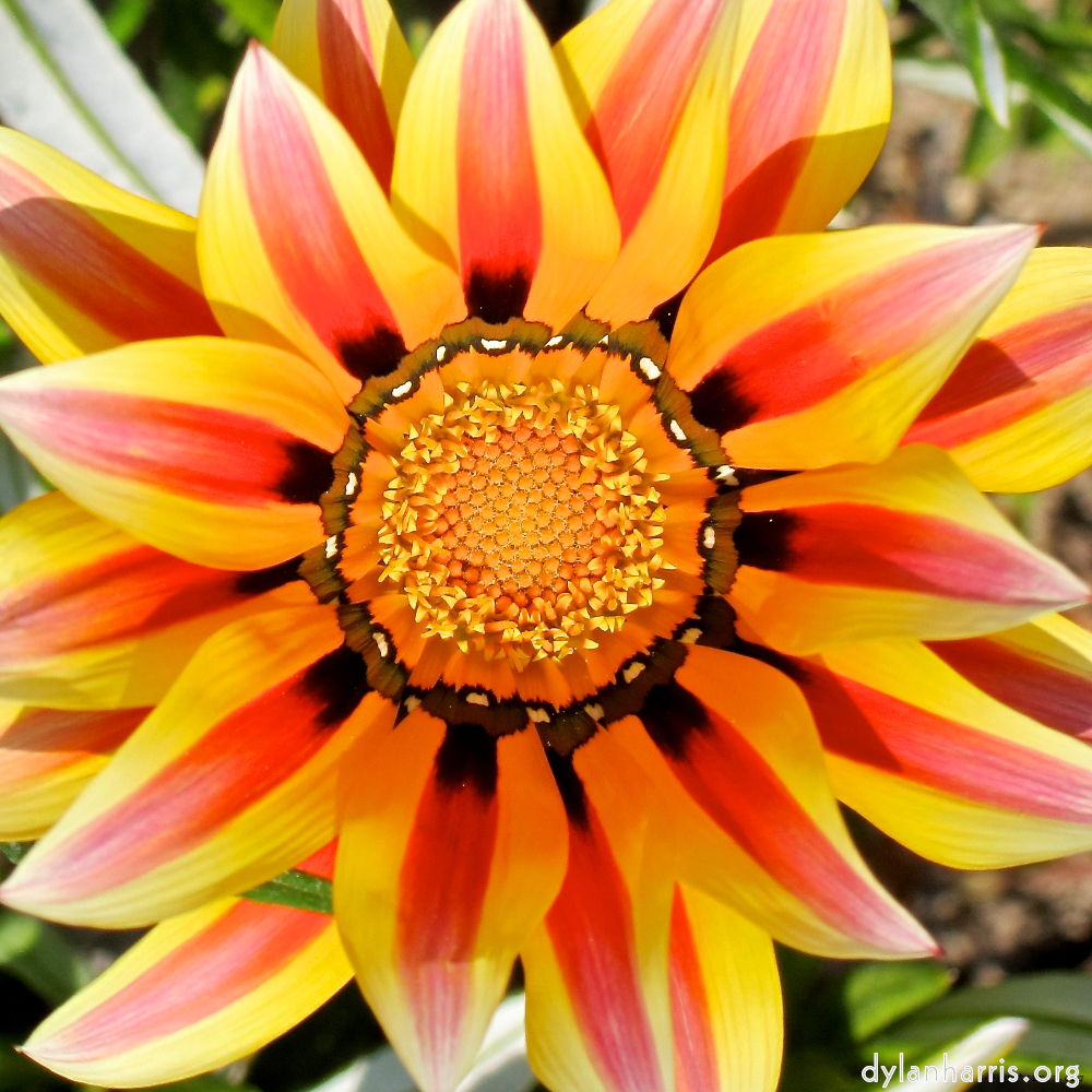 image: This is &lsquo;flower (xv) 3&rsquo;.