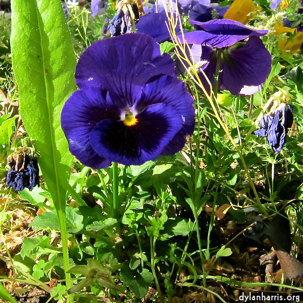 image: This is &lsquo;flower (xv) 4&rsquo;.