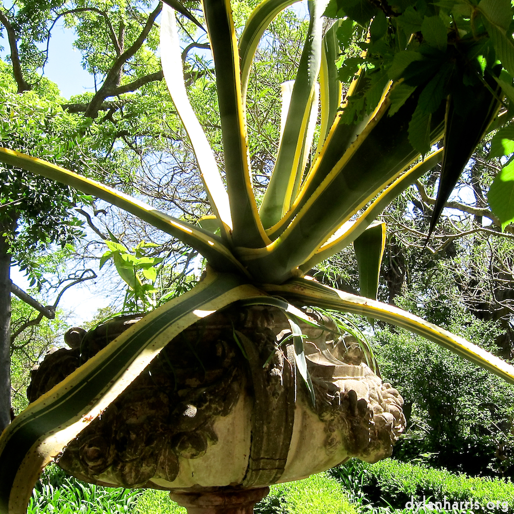 image: This is &lsquo;flower (xv) 5&rsquo;.