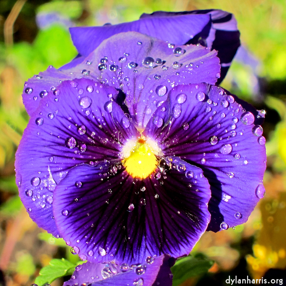 image: This is &lsquo;flower (xv) 9&rsquo;.
