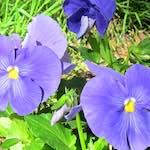 image: Image from the photoset &lsquo;flower (xv)&rsquo;.