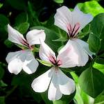 image: Image from the photoset &lsquo;flower (xv)&rsquo;.