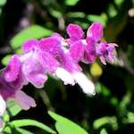 image: Image from the photoset &lsquo;flower (xv)&rsquo;.