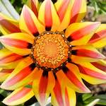 image: Image from the photoset &lsquo;flower (xv)&rsquo;.