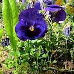 image: Image from the photoset &lsquo;flower (xv)&rsquo;.