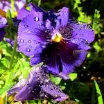 image: Image from the photoset &lsquo;flower (xv)&rsquo;.