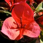 image: Image from the photoset &lsquo;flower (xvii)&rsquo;.