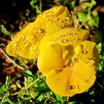 image: Image from the photoset &lsquo;flower (xv)&rsquo;.