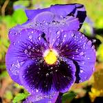 image: Image from the photoset &lsquo;flower (xv)&rsquo;.