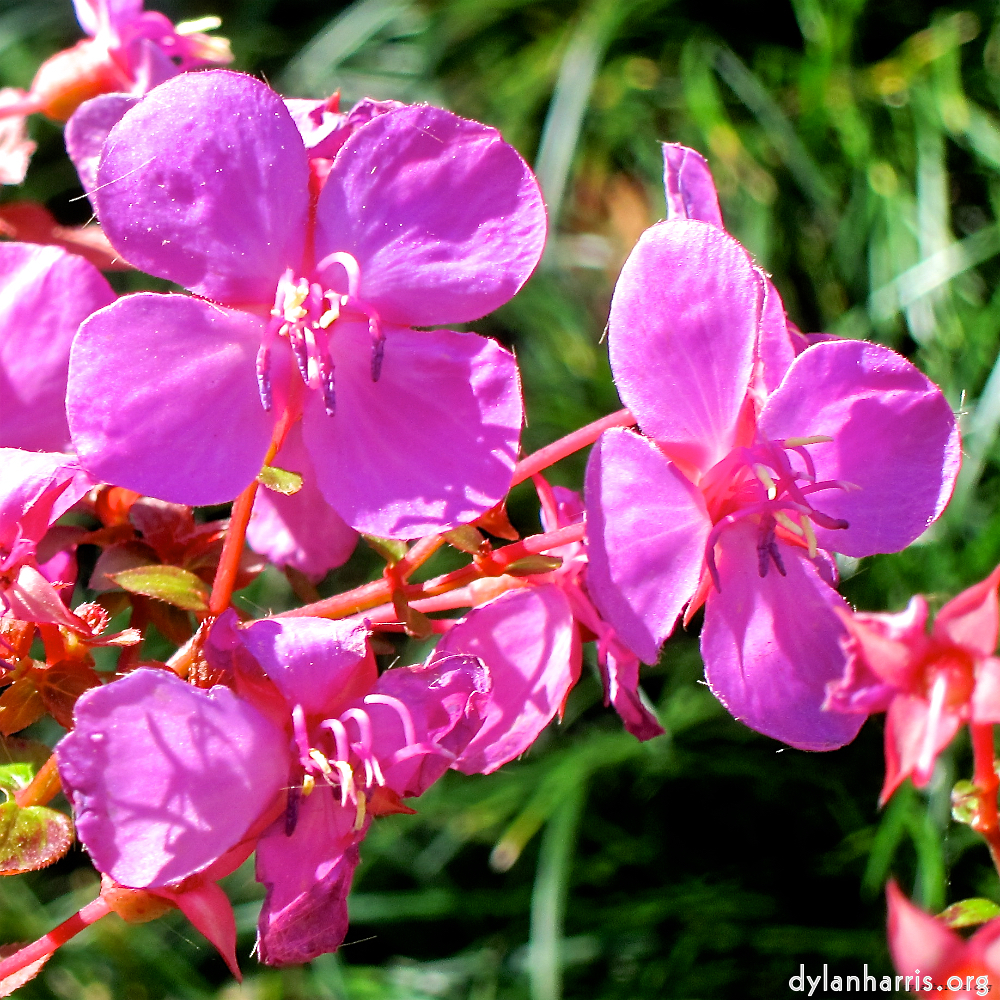 image: This is &lsquo;flower (xvi) 1&rsquo;.