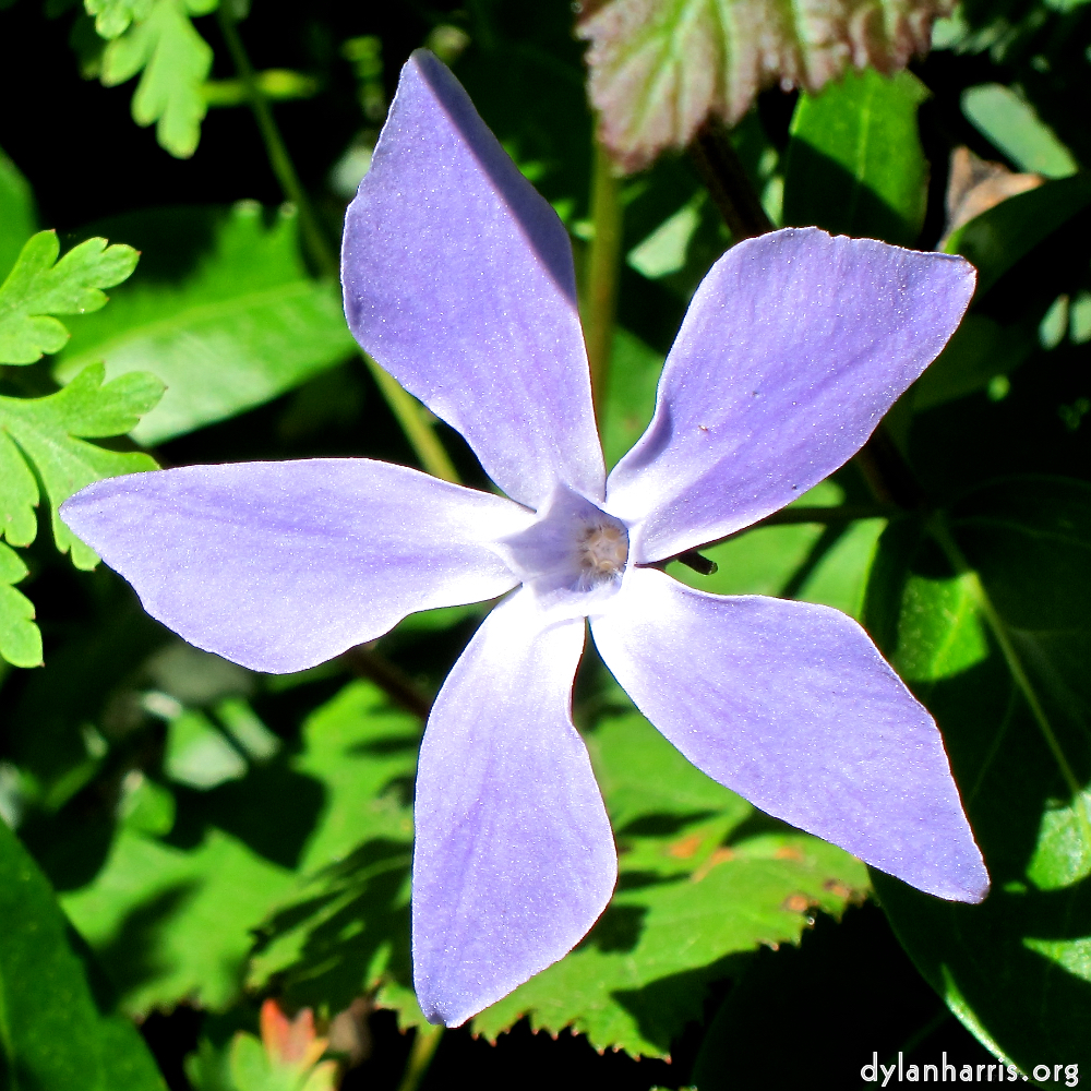image: This is &lsquo;flower (xvi) 2&rsquo;.