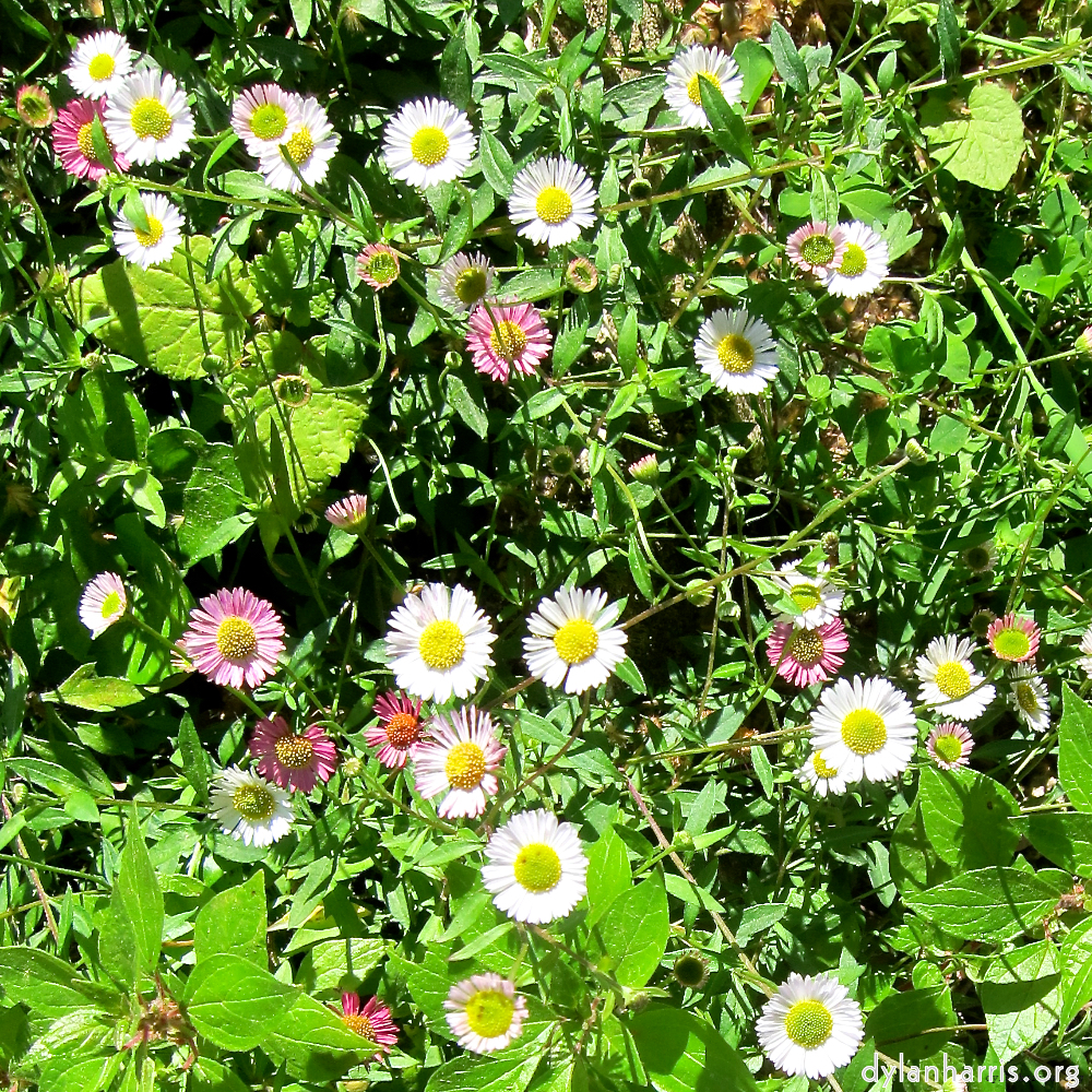 image: This is &lsquo;flower (xvi) 3&rsquo;.