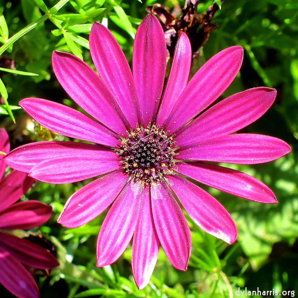 image: This is &lsquo;flower (xvi) 6&rsquo;.