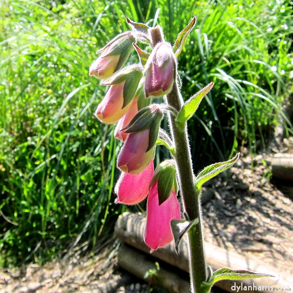 image: This is &lsquo;flower (xvi) 8&rsquo;.