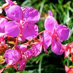 image: Image from the photoset &lsquo;flower (xvi)&rsquo;.