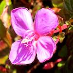 image: Image from the photoset &lsquo;flower (xvi)&rsquo;.