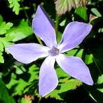 image: Image from the photoset &lsquo;flower (xvi)&rsquo;.