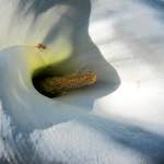 image: Image from the photoset &lsquo;flower (xvi)&rsquo;.