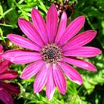 image: Image from the photoset &lsquo;flower (xvi)&rsquo;.