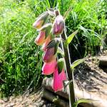 image: Image from the photoset &lsquo;flower (xvi)&rsquo;.