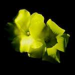 image: Image from the photoset &lsquo;flower (xvi)&rsquo;.