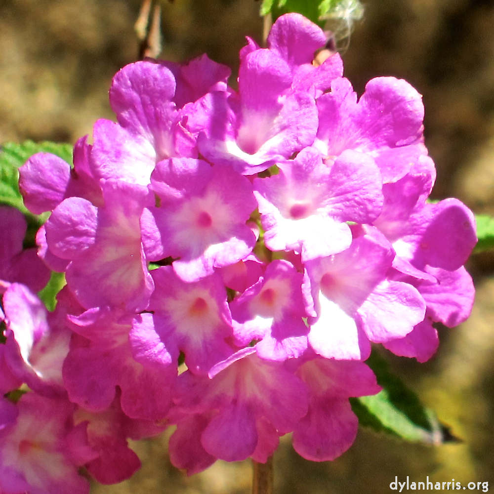 image: This is &lsquo;flower (xvii) 1&rsquo;.