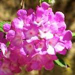 image: Image from the photoset &lsquo;flower (xvii)&rsquo;.