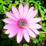 image: Image from the photoset &lsquo;flower (xvii)&rsquo;.