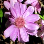 image: Image from the photoset &lsquo;flower (xvii)&rsquo;.