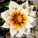 image: Image from the photoset &lsquo;flower (xvii)&rsquo;.