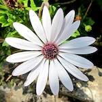 image: Image from the photoset &lsquo;flower (xvii)&rsquo;.