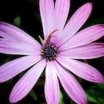 image: Image from the photoset &lsquo;flower (xvii)&rsquo;.