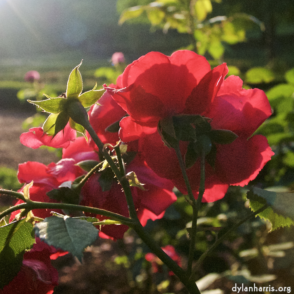 image: Voici &lsquo;fleurs&nbsp;d&rsquo;esch (lxviii) 4&rsquo;.