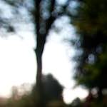 image: Image from the photoset &lsquo;parc (xix)&rsquo;.