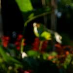 image: Image from the photoset &lsquo;parc (xix)&rsquo;.